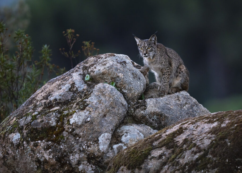 Iberian Lynx sitting on rock during dusk