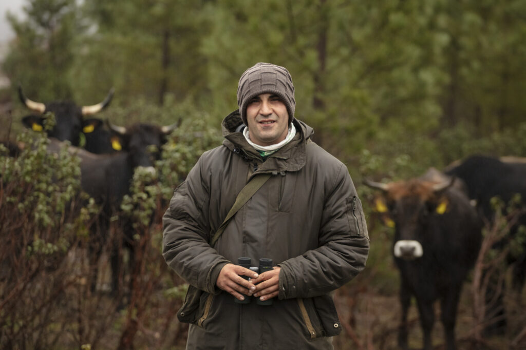 Portrait of herd manager Rafael Vigil Bueno with tauros in the Iberian Highlands.