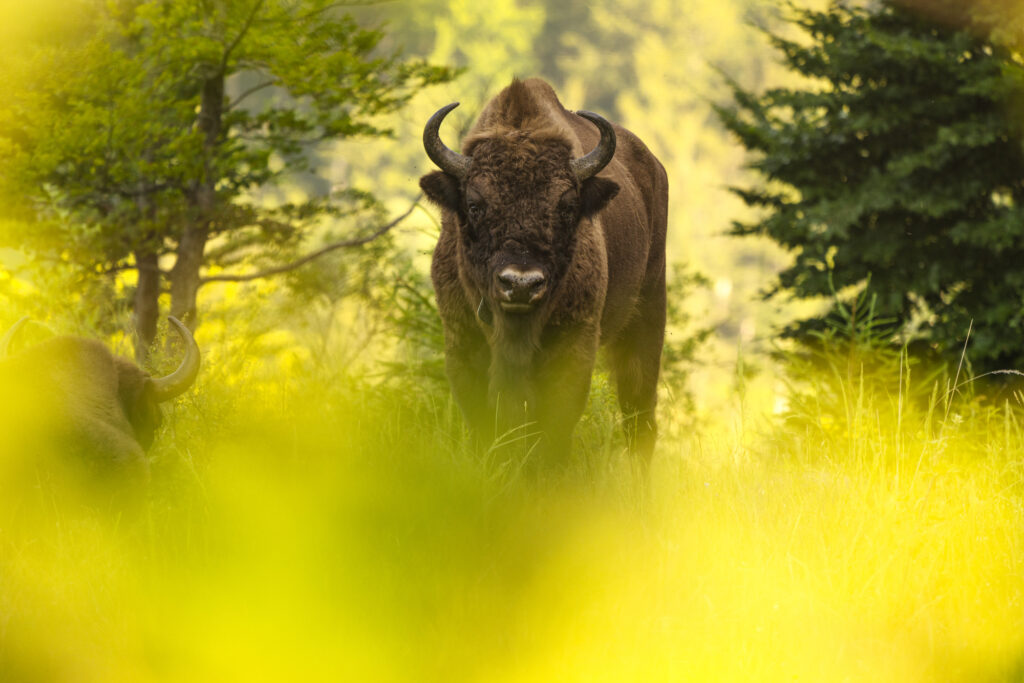 Bison in a meadow in Southern Carpathians, Romania