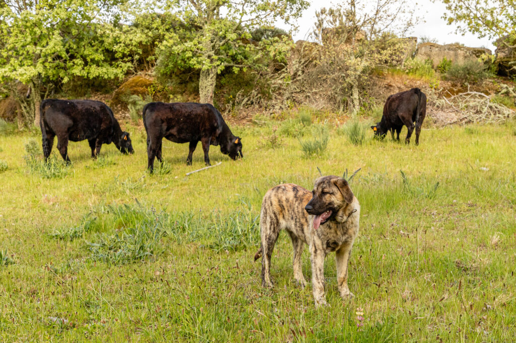 Guarding dog and cattle on a field in Greater Côa Valley, Portugal.