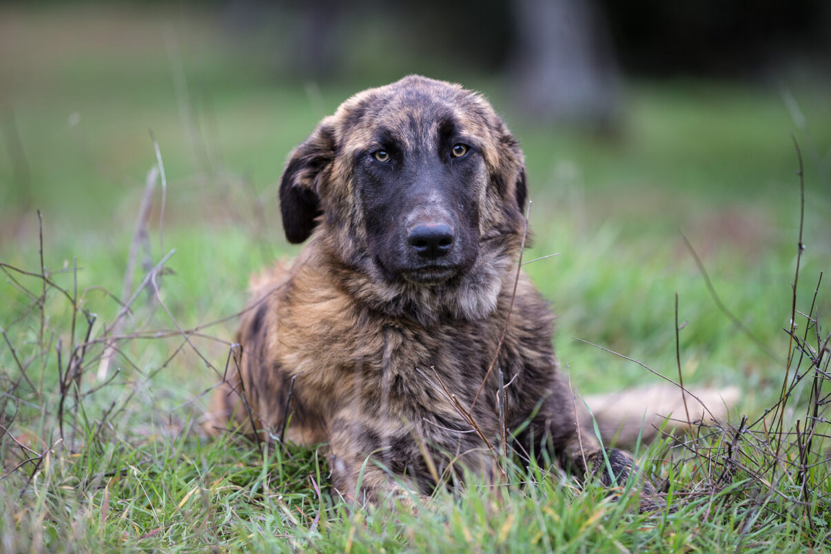 Farukah, LIFE WolFlux Guard Dog, Portugal