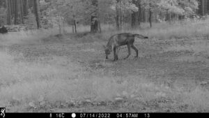 DE: Junger Wolf (Canis lupus) schnüffelt neugierig im WaldEN: A young wolf (Canis lupus) sniffing at wildlife tracks PL: Mody wilk (Canis lupus) znalaz ciekawy trop