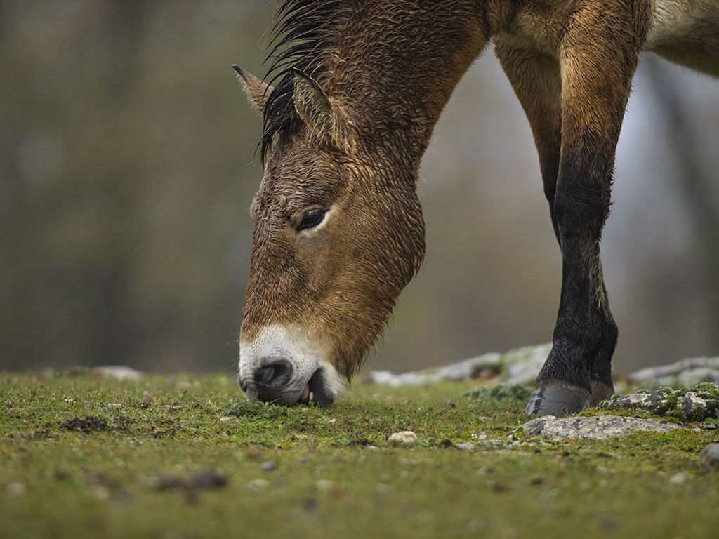 Przewalski's horse feeding following its release in the Iberian Highlands, Spain.