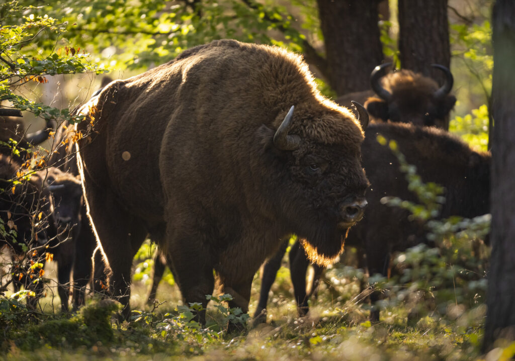 Male bison backlit in a forest in late summer in Poland.