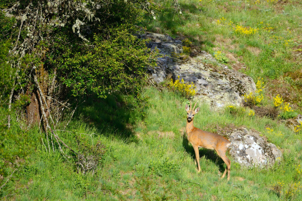 Roe deer, Capreolus capreolus, Deven area, Western Rhodope mountains, Bulgaria