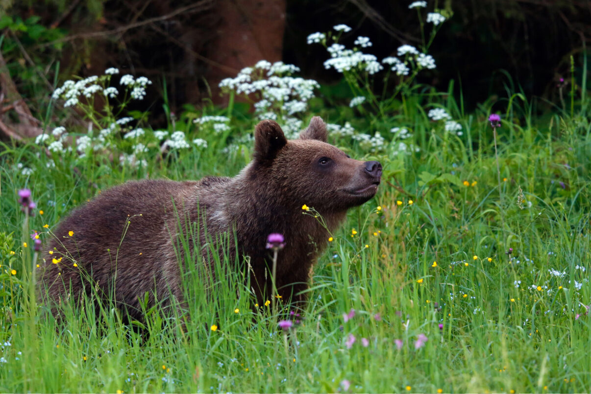 Cropped high res version young bear on a meadow in June, Bieszczady Mountains, Eastern Carpathians, Poland