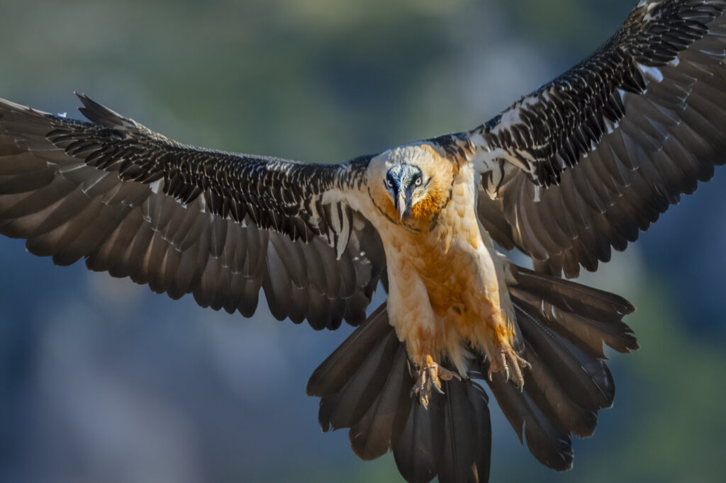 Bearded eagle or lammergeier (Gypaetus barbatus), Spain.