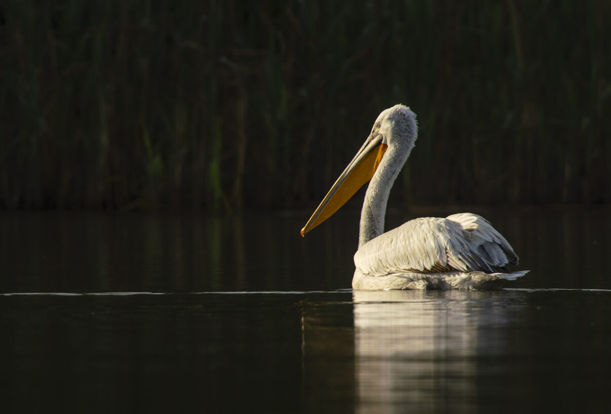 Dalmatian pelican, Danube Delta, Romania