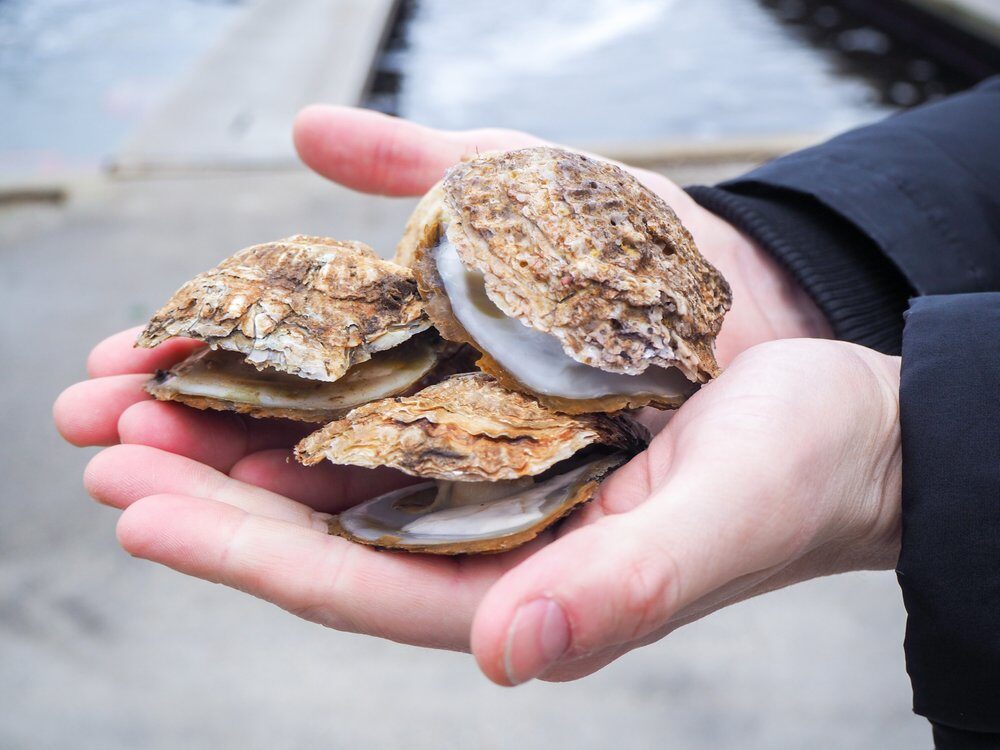 European Oyster or flat oyster held in hands