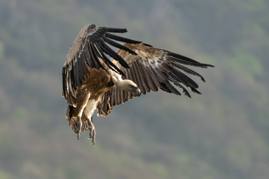 Griffon vulture in Rhodope Mountains rewilding landscape