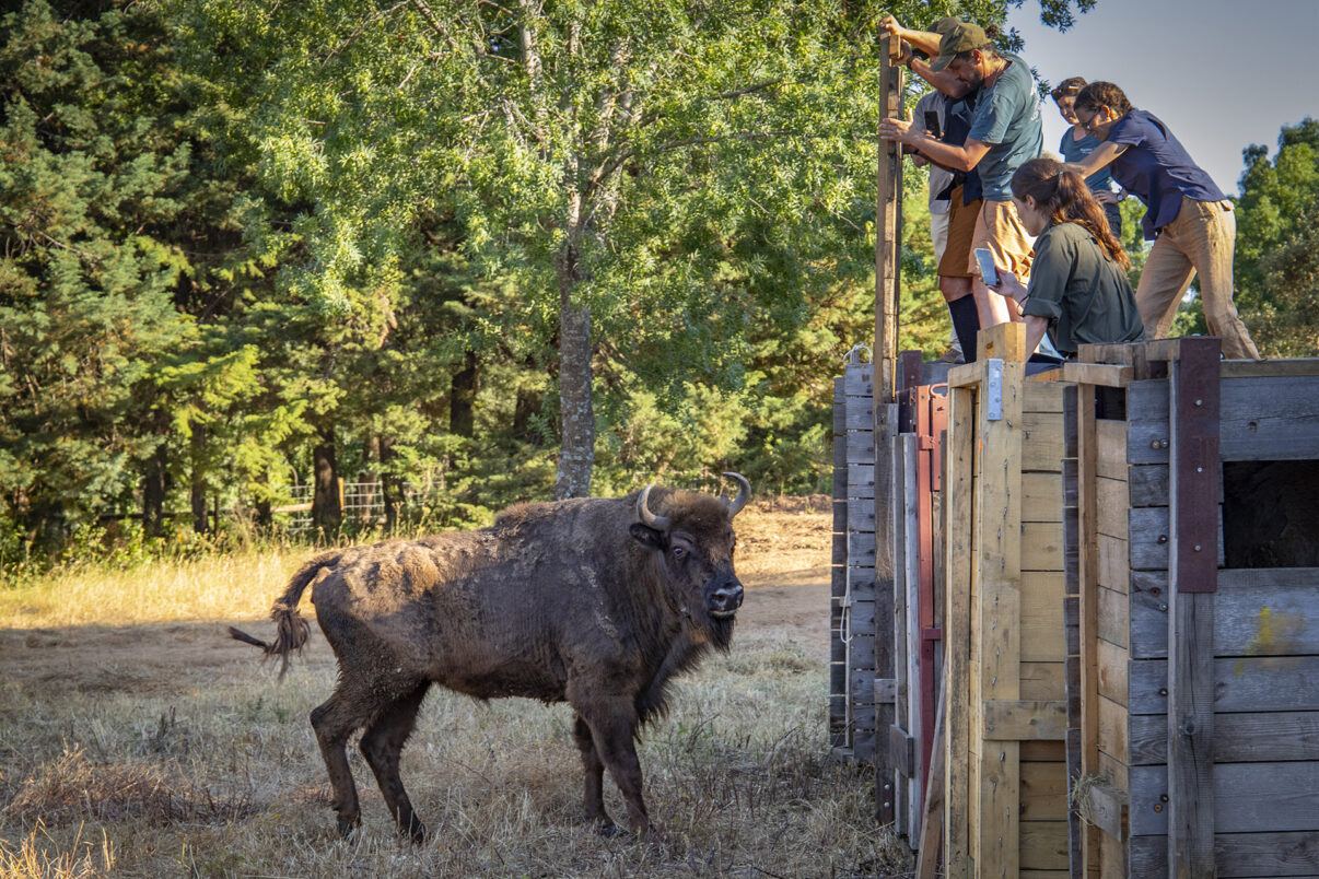 Portugal's first European bison release, Portugal's wildflowers, Greater Côa Valley