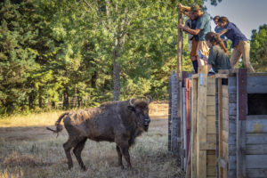 First European Bison Release in Portugal, Rewilding Portugal, Greater Côa Valley