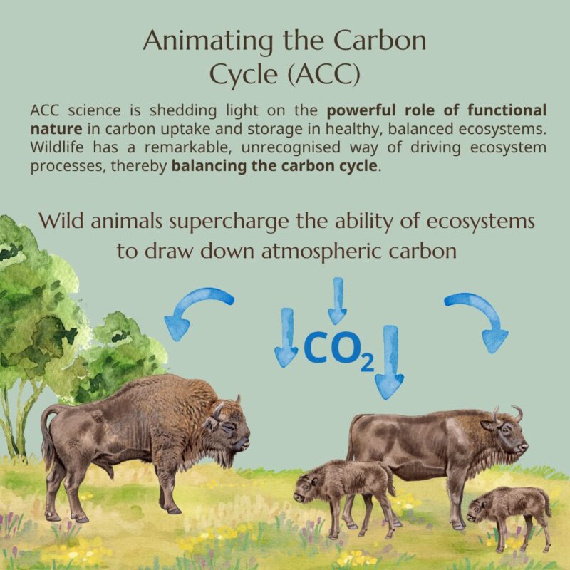 The European bison: a climate hero | Rewilding Europe