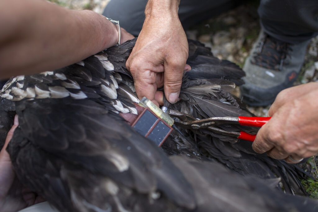 Bearded vulture release Dauphiné Alps, EWCF funded. GPS tracker fitting for monitoring