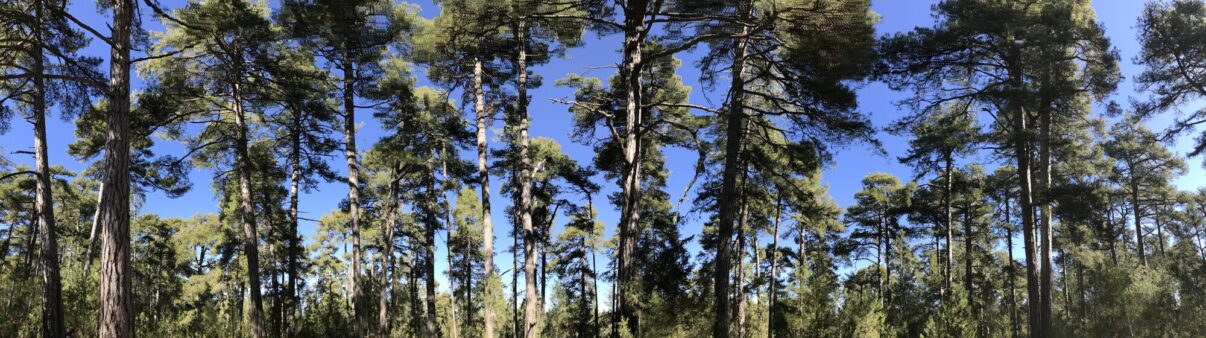 Old-growth pine forest in Serrania de Cuenca