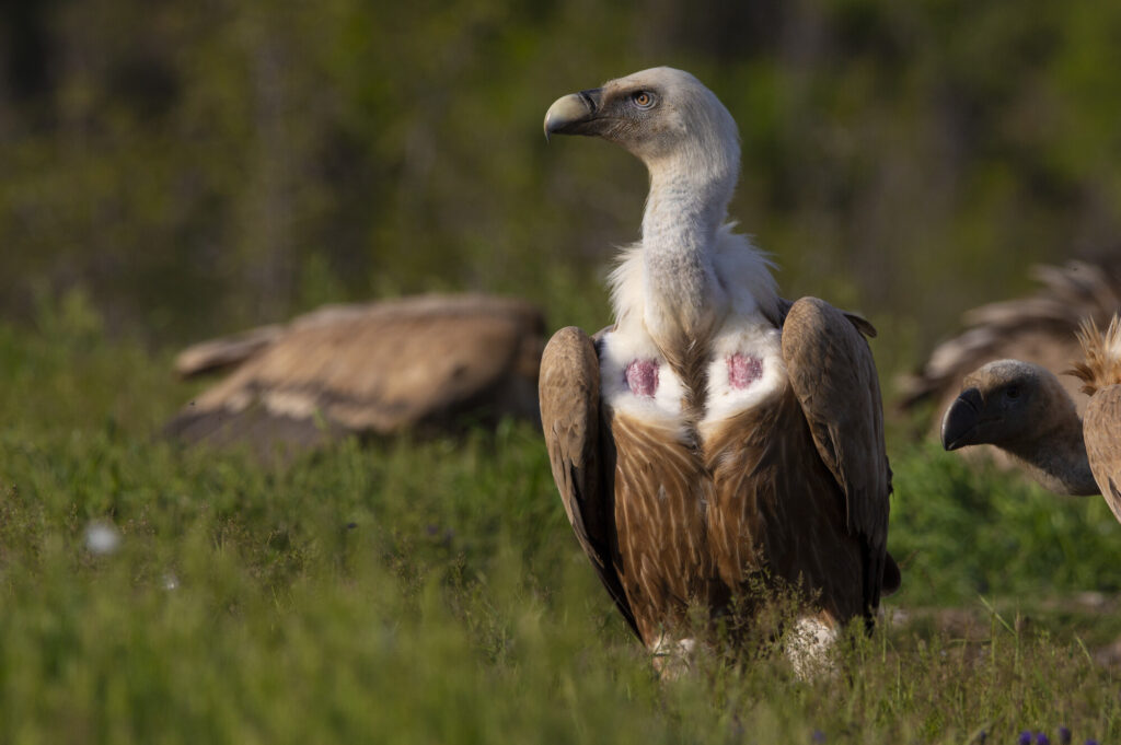 Griffon vulture_Rhodope Mountains