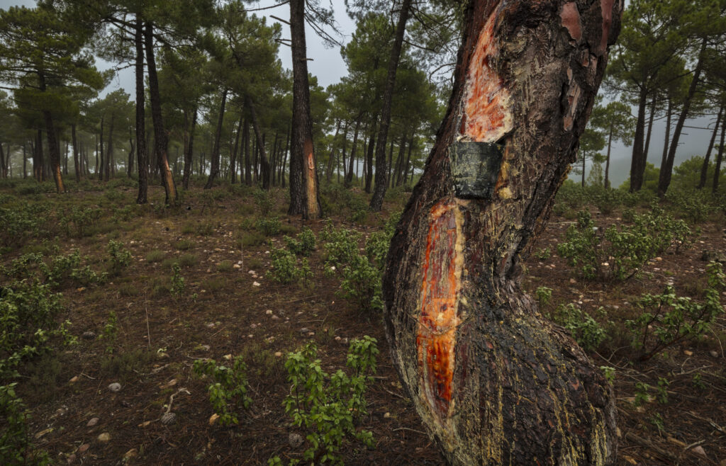 Resin tapping in forests in Iberian Highlands