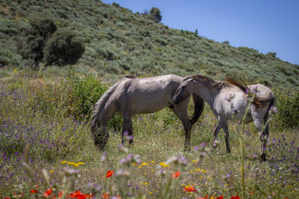 Sorraia horses at Ermo das Águias rewilding site (May 2024, ERN-EYR event on Natural Grazing)
