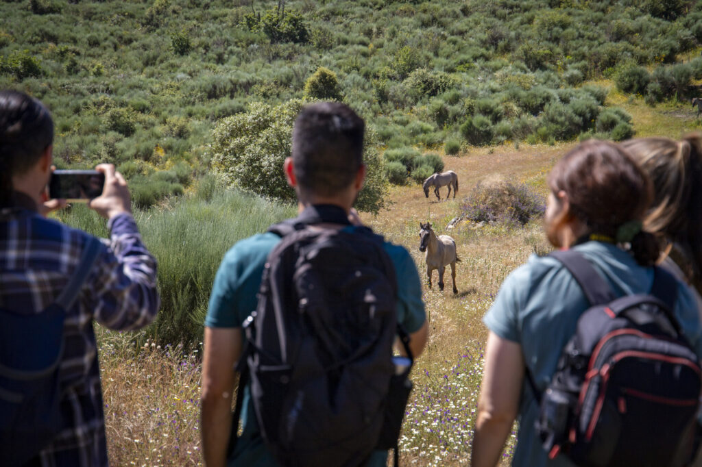 ERN and EYR members watching Sorraia horses at Ermo das Águias rewilding site in the Greater Côa Valley landscape during the event on Natural Grazing, May 2024