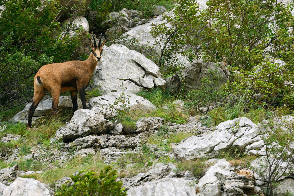 Balkan Chamois, Rupicapra rupicapra balkanica, Gems, Paklenica National Park, Velebit Nature Park, Rewilding Europe rewilding area, Velebit mountains, Croatia