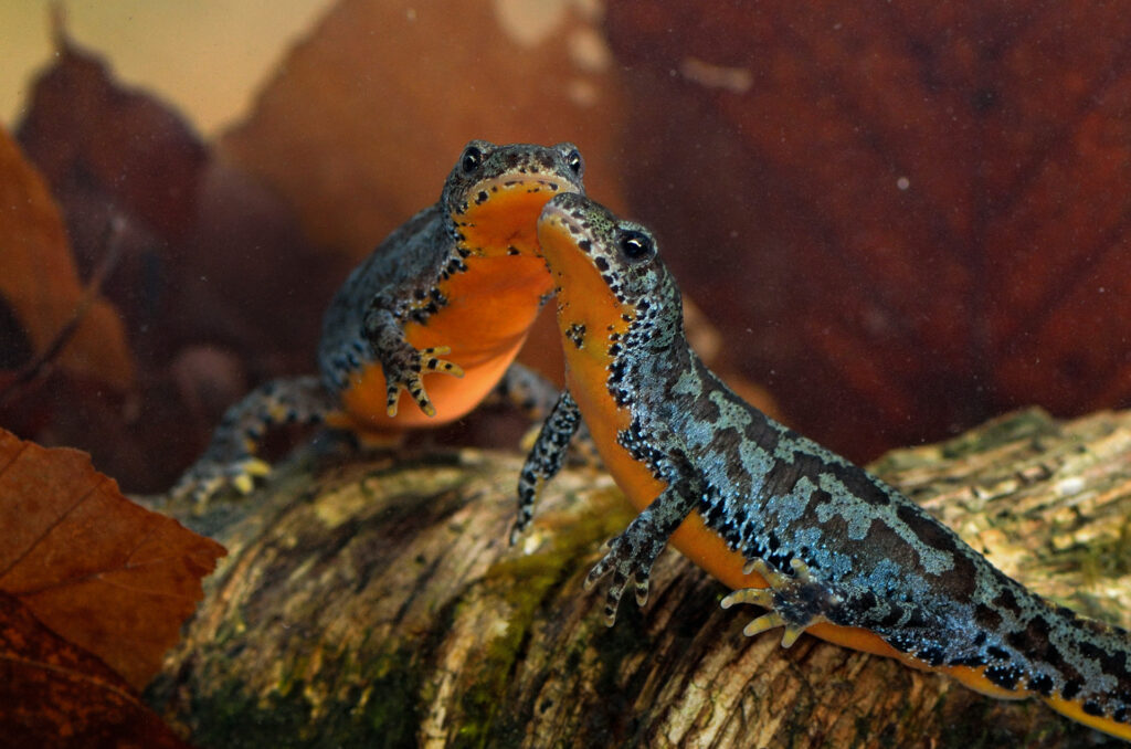 Females of alpine newts during a mating season in beaver's poo, lBieszczady Mountains, Eastern Carpathians, Poland