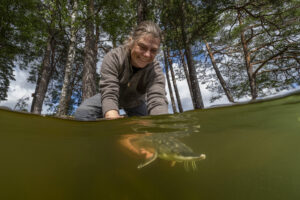 Atlantic sturgeon reintroduced in Sweden