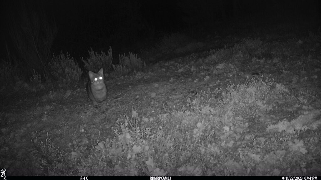 Camera trap image from the first wildcat recorded in the Greater Côa Valley