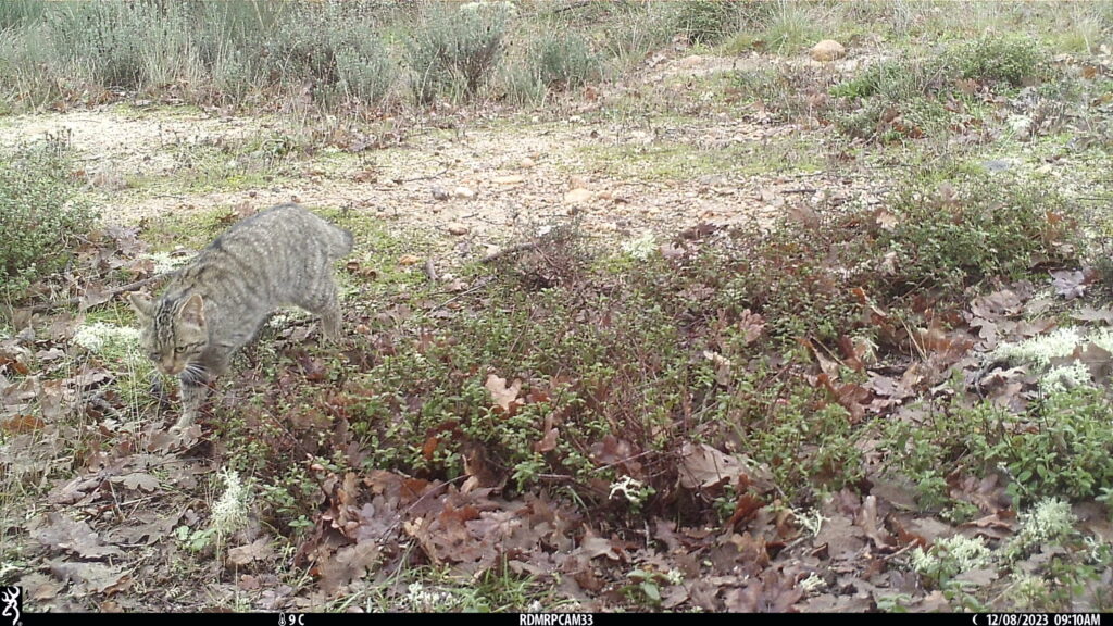 European wildcat on camera trap in the Greater Côa Valley