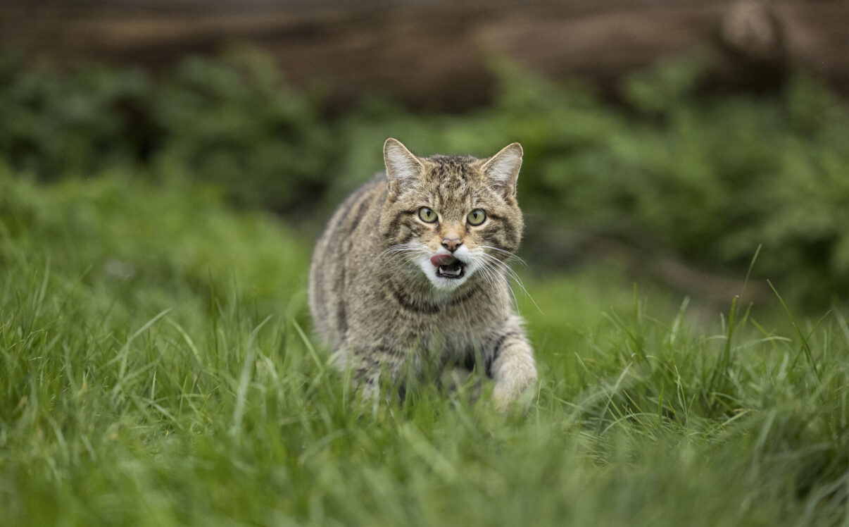 The European Wildlife Comeback Fund is supporting the release of Scottish wildcats in Scotland's Cairngorms National Park.