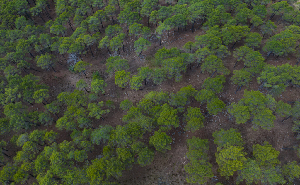 Pine forest in the surroundings of the Dehesa de Solanillos in Mazarete. Molina Alto Tajo Geopark. Guadalajara. Castilla la Mancha. Spain. Europe. Rewilding Europe