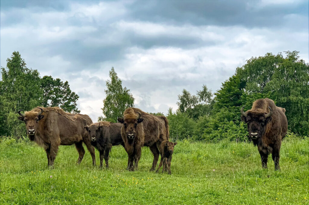 Bison in Summer in the Carpathian Mountains