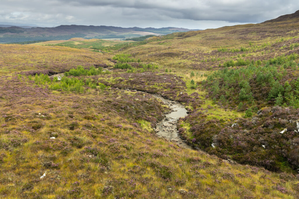 Emerging riparian woodland growing alongside a small burn. Corrimony, Affric Highlands.