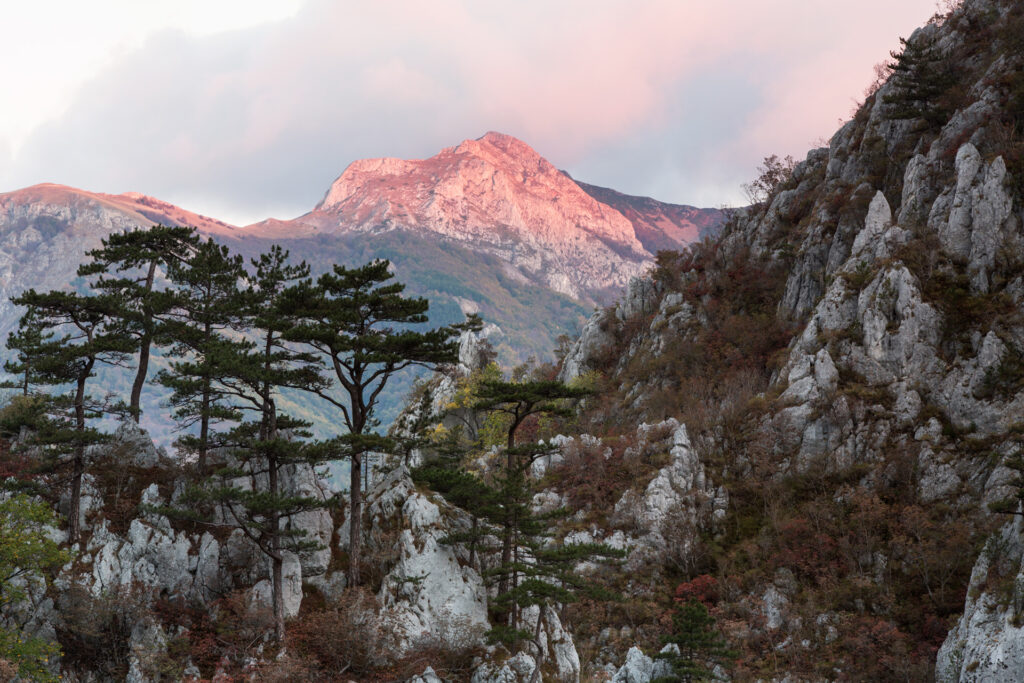 Black pine (Pinus nigra var. bannatica), endemic subspecies, growing on a ridge in Domogled Valea Cernei National Park, Baile Herculane, Caras Severin, Romania.