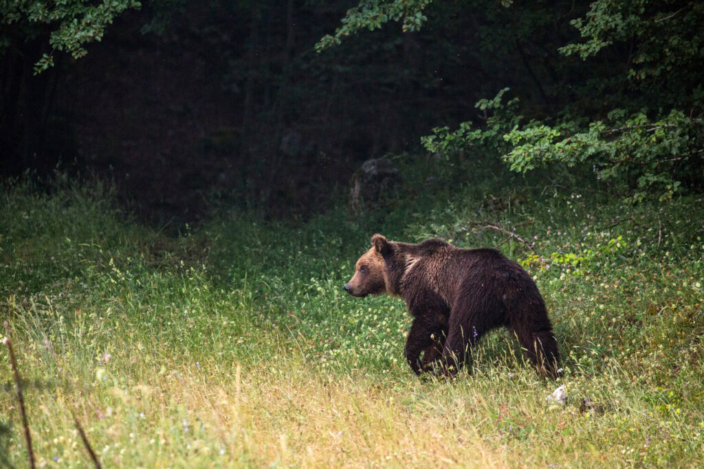 Marsican brown bear (Ursus arctos marsicanus) at the edge of the beech forest on a spring evening. Central Apennines