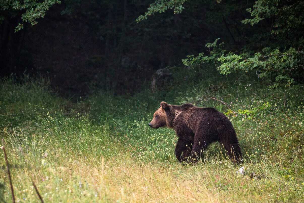 Marsican brown bear (Ursus arctos marsicanus) at the edge of the beech forest on a spring evening. Central Apennines