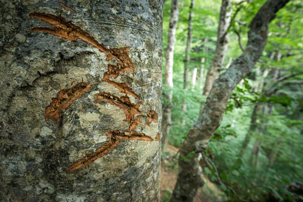 Marsican brown bear (Ursus arctos marsicanus) claw marks on beech tree (Fagus sylvatica) bark. Central Apennines