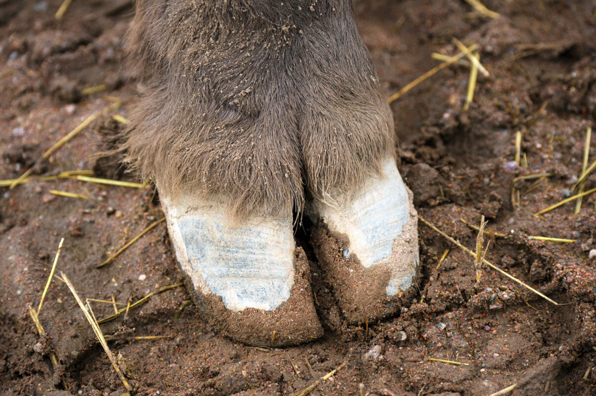 The cloven hoof of a European bison, Captive, Transportation of European Bison, or Wisent, from the Avesta Visentpark, in Avesta, Sweden. The animals were then transported to the Armenis area in the Southern Carpathians, Romania. All arranged by Rewilding Europe and WWF Romania, with financial support from The Dutch Postcode Lottery, the Swedish Postcode Foundation and the Liberty Wildlife Fund.