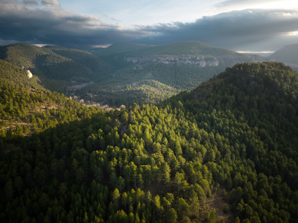 Pine covered hills in Alto Tajo Natural Park in the Iberian Highlands rewilding landscape.