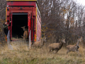 Red deer in Croatia