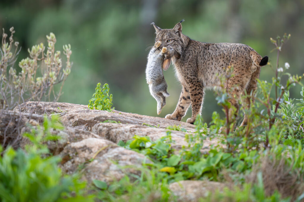 Iberian lynx, Lynx pardinus, with caught European rabbit Oryctolagus cuniculus, Sierra de Andújar, Andalucia, Spain