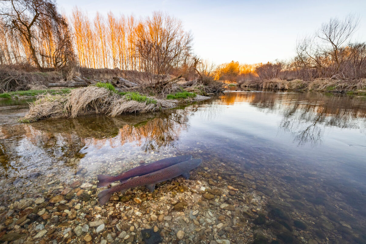 The Huchen, a salmonid species, faces a critical conservation status in Austria due to habitat degradation and overfishing, reflecting broader concerns for its survival in Europe. In Austria, the Pielach River hosts a population of Huchen, contributing to the species' regional distribution. During the breeding season, Huchen exhibit specific behaviors, such as migration to spawning areas, emphasizing the importance of preserving their habitats and keeping it's routes barrier-free for successful reproduction.