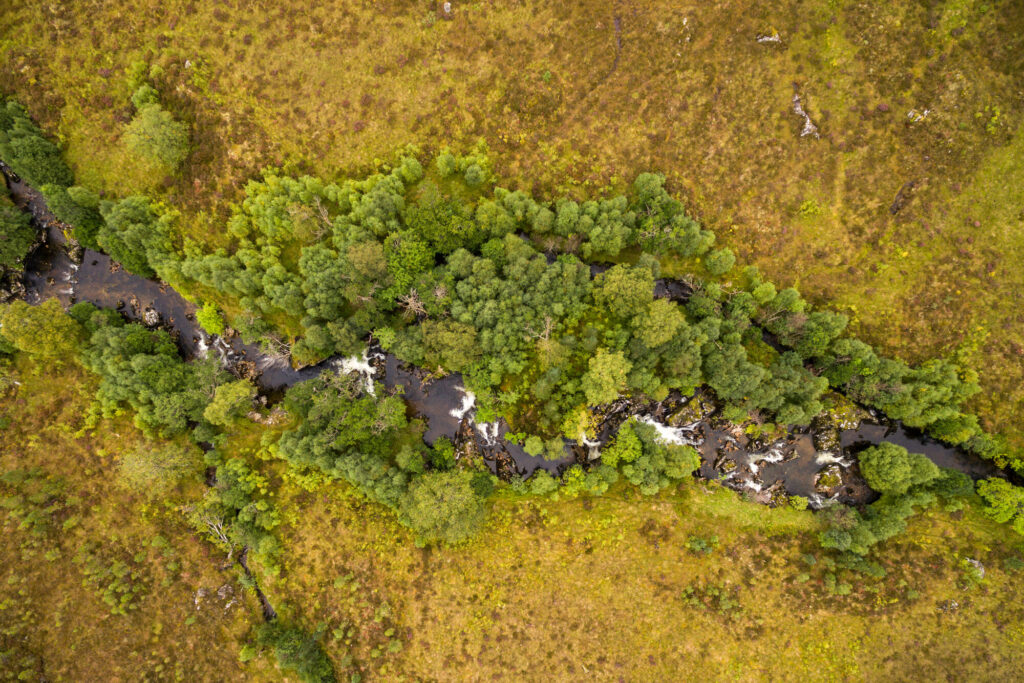 Riparian growth surrounding the banks of Allt na Ciche in Glen Affric, Scotland.