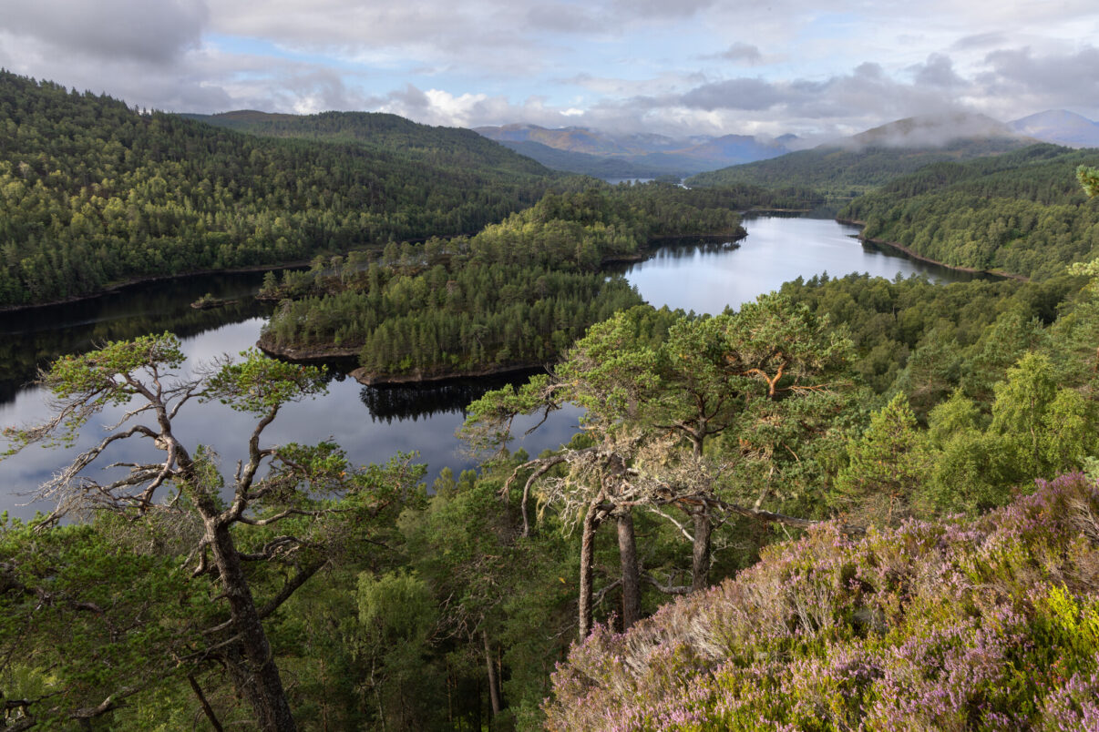 The Caledonian Forest of Glen Affric surrounding Loch Beinn a Mheadhoin, Affric Highlands.