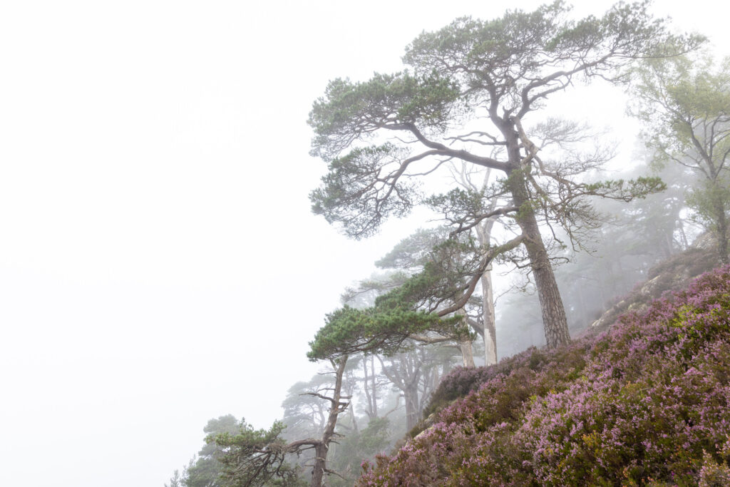 Mist encircles granny pines in the Caledonian Forest of Glen Affric, Affric Highlands.