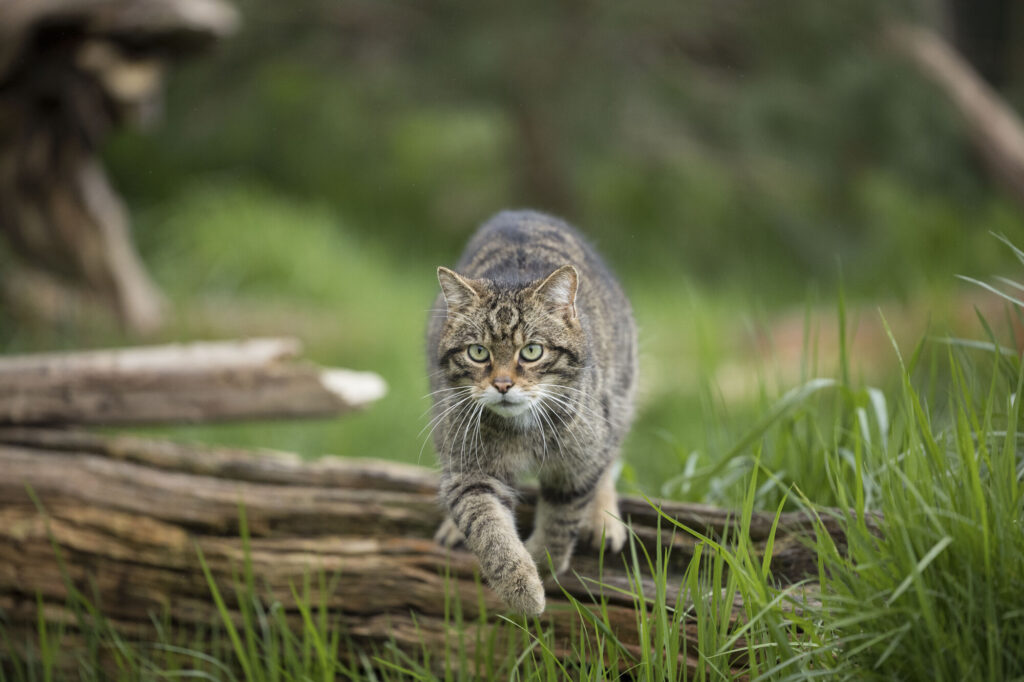 The European Wildlife Comeback Fund is supporting the release of Scottish wildcats in Scotland's Cairngorms National Park.