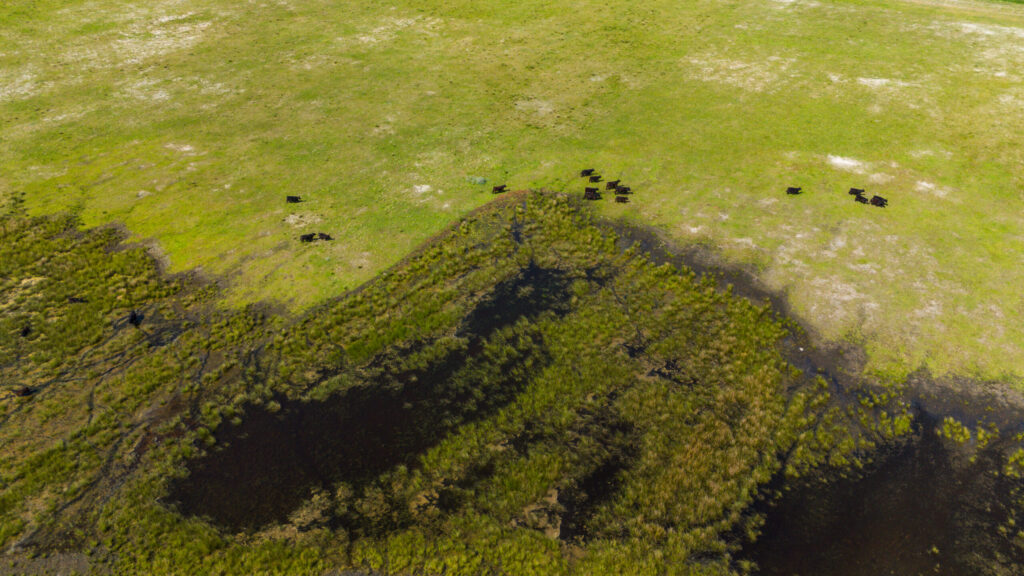 Cattle at Saksfjed Vildmark, ERN member in Denmark led by the Hempel Foundation