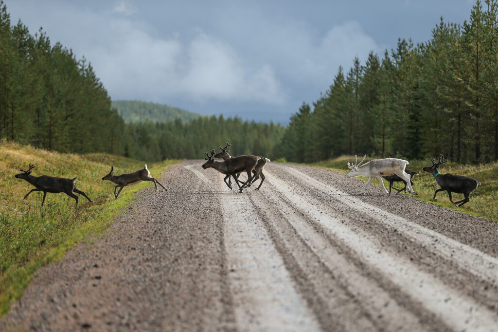 Semi-wild reindeer cross a road in Swedish Lapland.