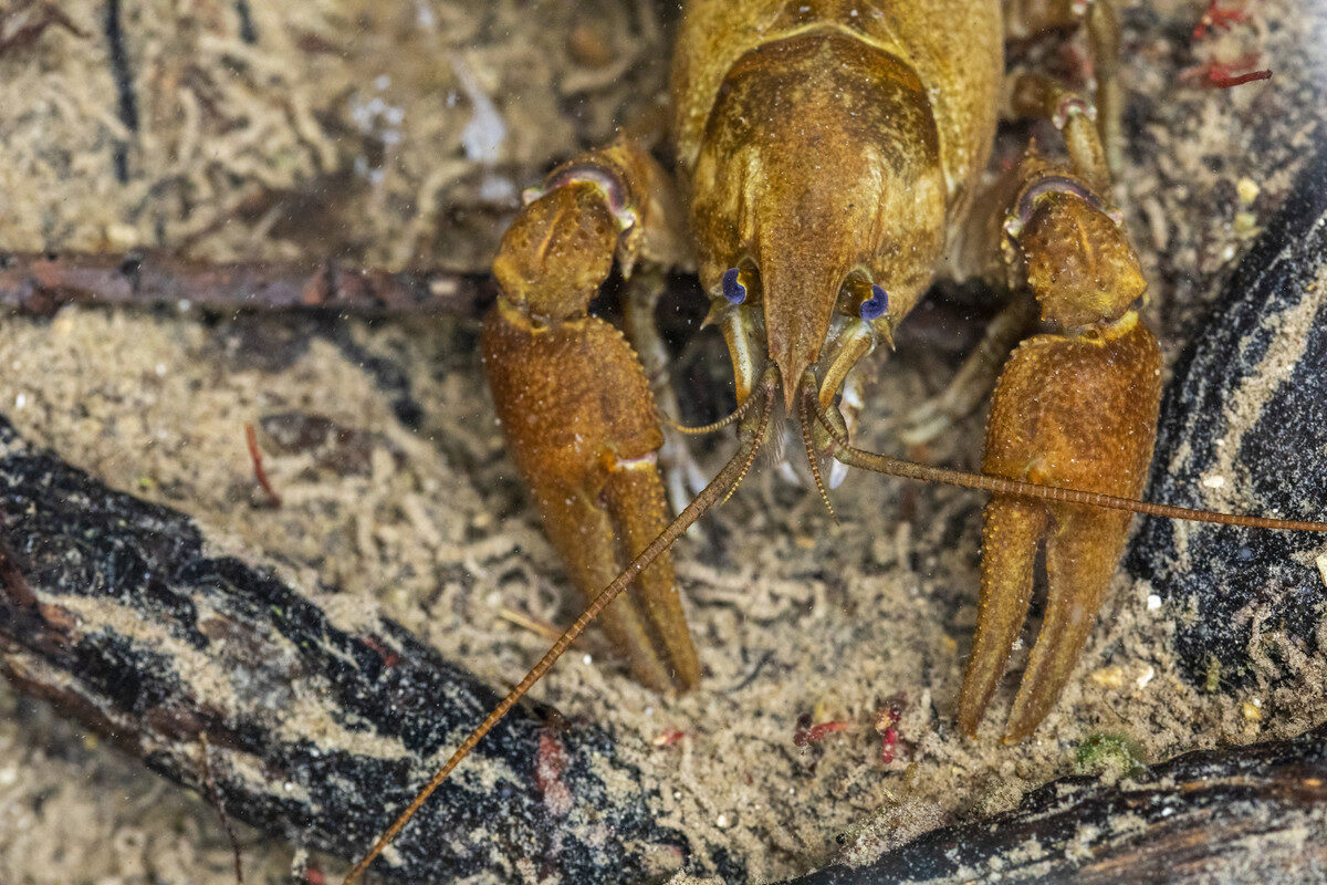 White-clawed crayfish (Austropotamobius italicus meridionalis) object of a breeding, restocking and introduction project carried out by Rewilding Apennines. Central Apennines, Italy. 2020