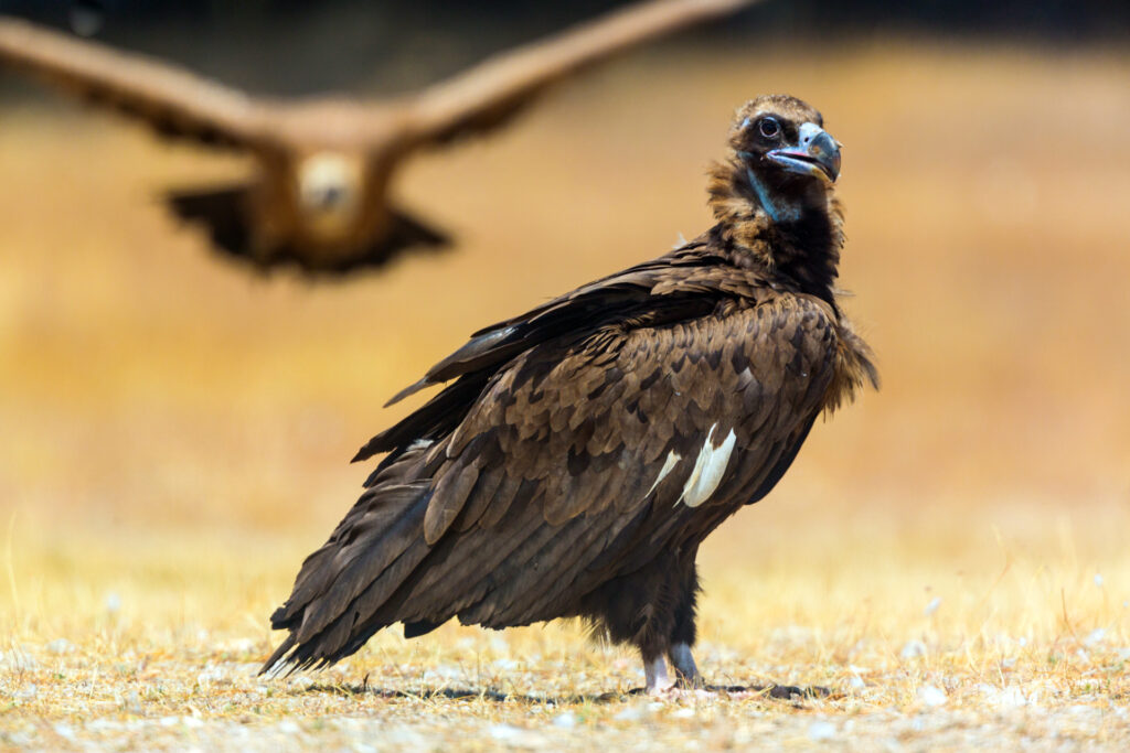 CINEREOUS VULTURE (Aegypius monachus), Campanarios de Azaba Biological Reserve, Salamanca, Castilla y Leon, Spain, Europe