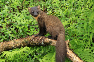 Pine marten recovery in the UK